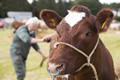 Malton Show 2016