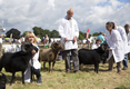 Malton Show 2016