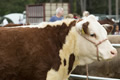 Malton Show 2016