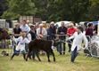 Malton Show 2016