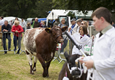 Malton Show 2016