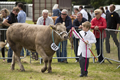 Malton Show 2016