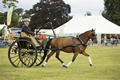 Malton Show 2016