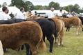 Malton Show 2016