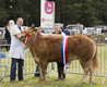 Malton Show 2016