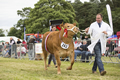 Malton Show 2016