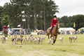 Malton Show 2016