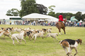 Malton Show 2016