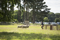 Malton Show 2016