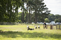 Malton Show 2016