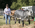 Malton Show 2017