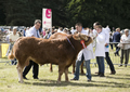 Malton Show 2017