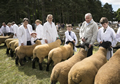 Malton Show 2017