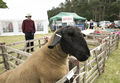 Malton Show 2017