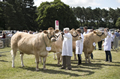 Malton Show 2017