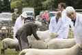 Malton Show 2017