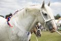 Malton Show 2017