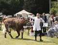 Malton Show 2017