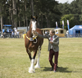 Malton Show 2017