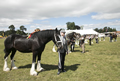 Malton Show 2017