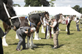 Malton Show 2017