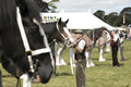 Malton Show 2017