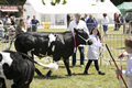 Malton Show 2017