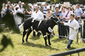 Malton Show 2017