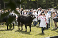 Malton Show 2017