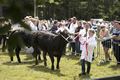 Malton Show 2017