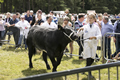 Malton Show 2017