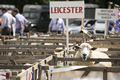 Malton Show 2017