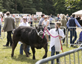 Malton Show 2017