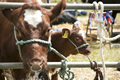 Malton Show 2017