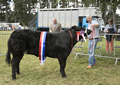 Malton Show 2017