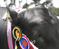 Malton Show 2017