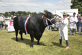 Malton Show 2017