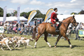 Malton Show 2017