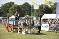 Malton Show 2017