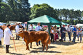 Malton Show 2018