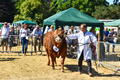 Malton Show 2018