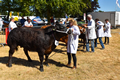 Malton Show 2018