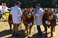 Malton Show 2018