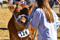 Malton Show 2018