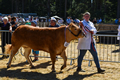 Malton Show 2018