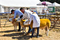 Malton Show 2018