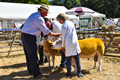 Malton Show 2018