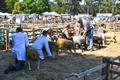 Malton Show 2018