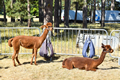 Malton Show 2018