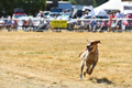 Malton Show 2018